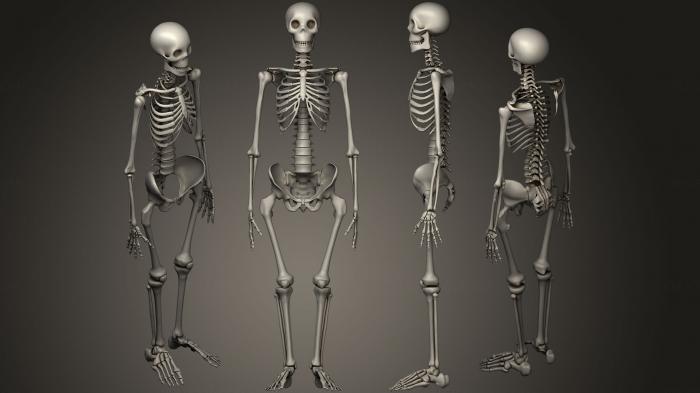 Anatomy of skeletons and skulls (ANTM_0750) 3D model for CNC machine